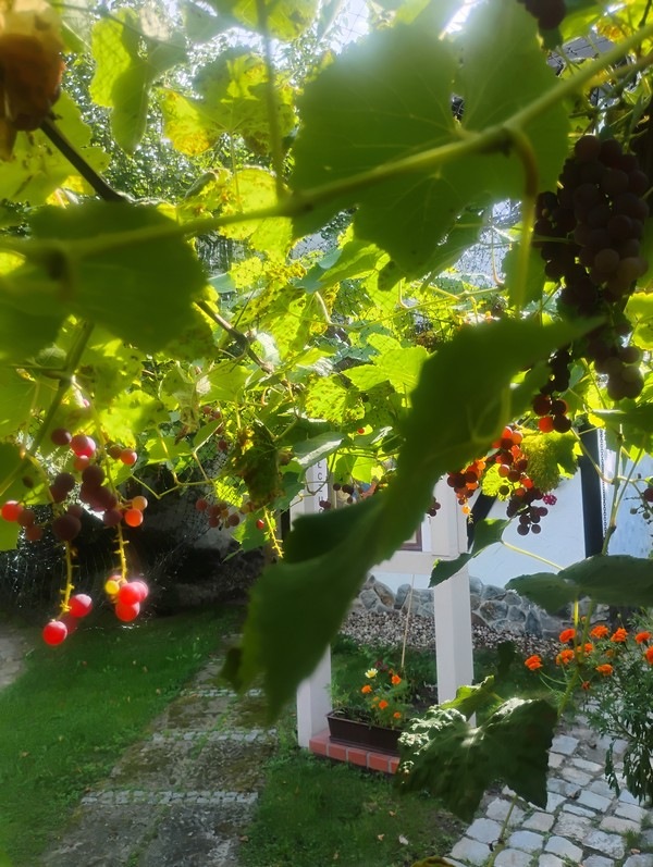 IMG_20260904_145835441_HDR