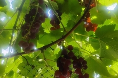 IMG_20260904_145704120_HDR