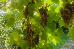 IMG_20260904_145810389_HDR