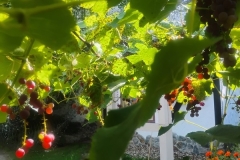 IMG_20260904_145835441_HDR