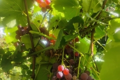 IMG_20260904_145904584_HDR