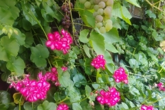 IMG_20260904_145953009