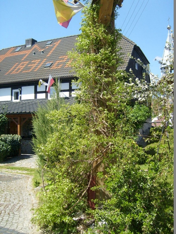 S6300197