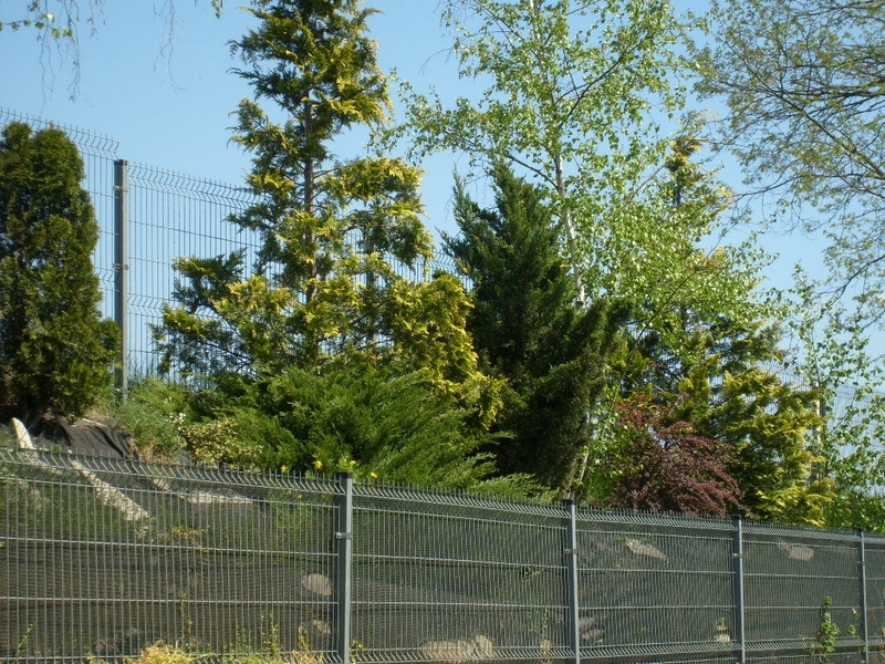 S6300217