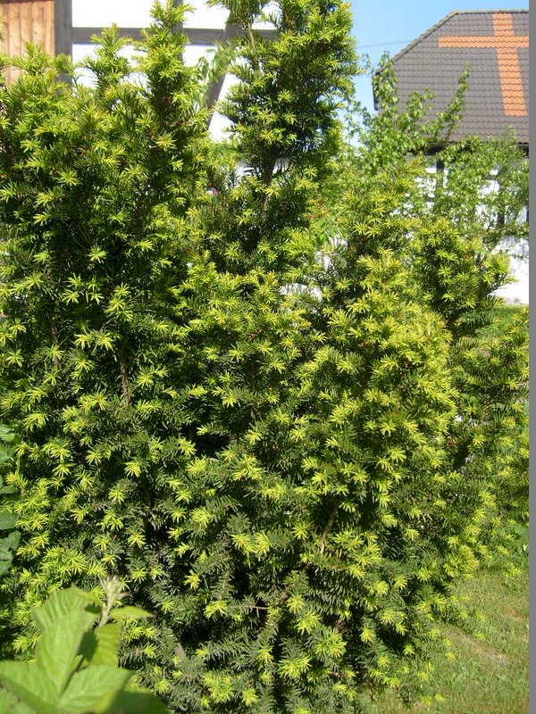 S6300445