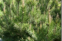 S6300181