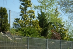 S6300217