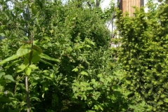 S6300443
