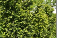 S6300445